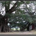 昆明到贵州、广西自驾游(六) – 广西平乐、阳朔、桂林、南宁