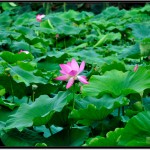 昆明翠湖公园七月荷花