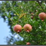 Nikon D90 照片－石榴