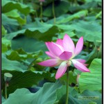 Nikon D90 照片－翠湖荷花