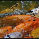 Nikon D90 照片－喂鱼