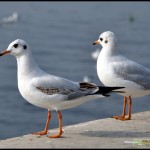 云南昆明滇池红嘴鸥照片