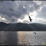 云南昆明滇池红嘴鸥照片(续)