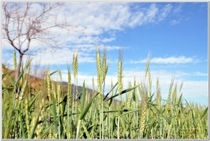 己衣大裂谷上村