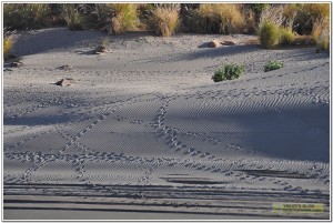 己衣乡金沙江边风景